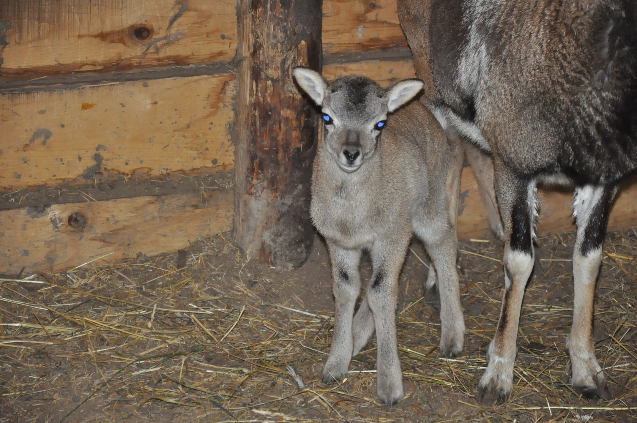 Un pui de muflon s-a născut la Grădina Zoologică din Craiova!