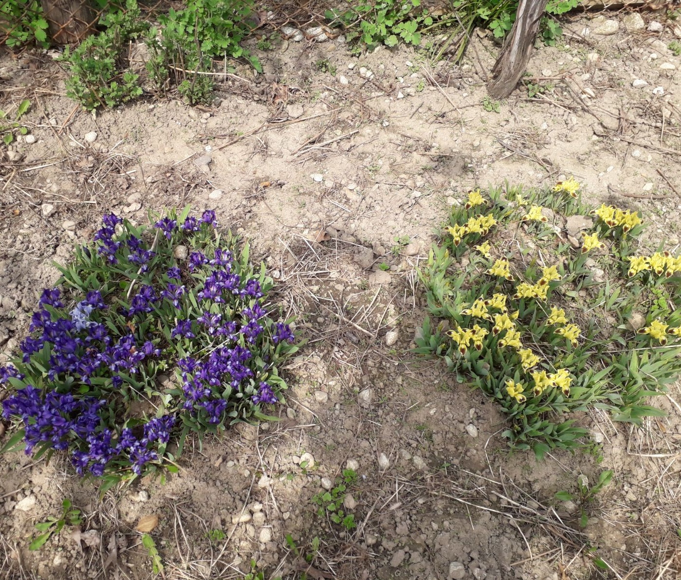 Azi despre ieri – 25 aprilie 2018