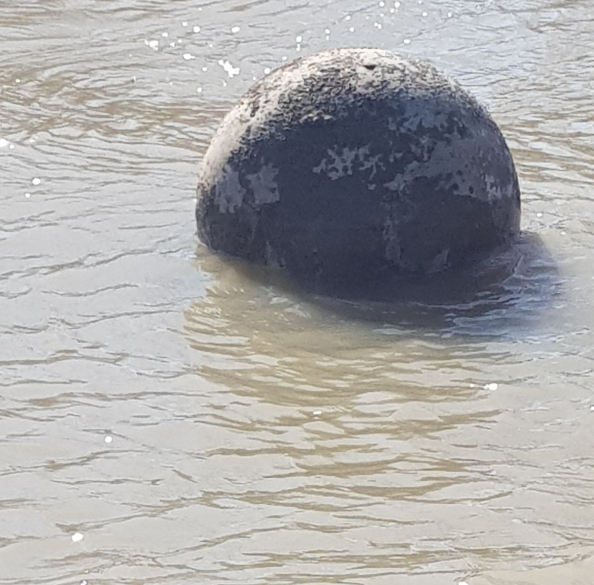 Două mine din Al Doilea Război Mondial au fost găsite în Delta Dunării