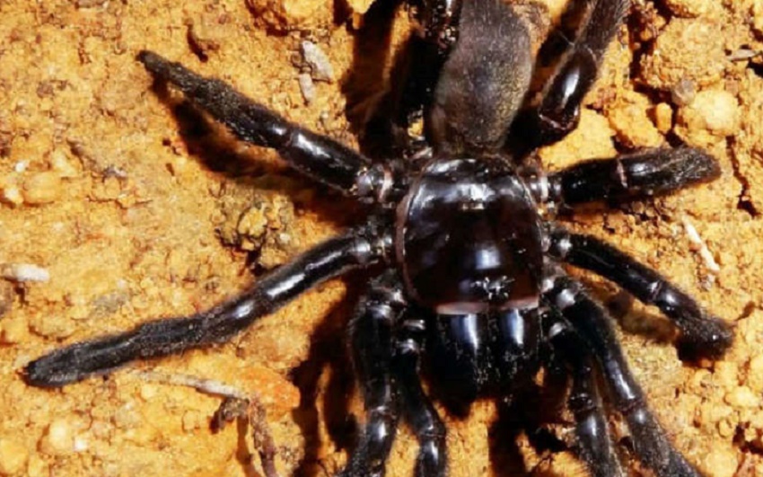 Cel mai bătrân păianjen din lume a murit în urma înţepăturii unei viespi