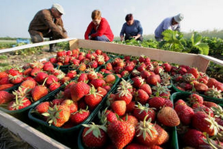 Olandezii s-au săturat de muncitorii români. Noua regulă pe care vor să o impună pentru migranți