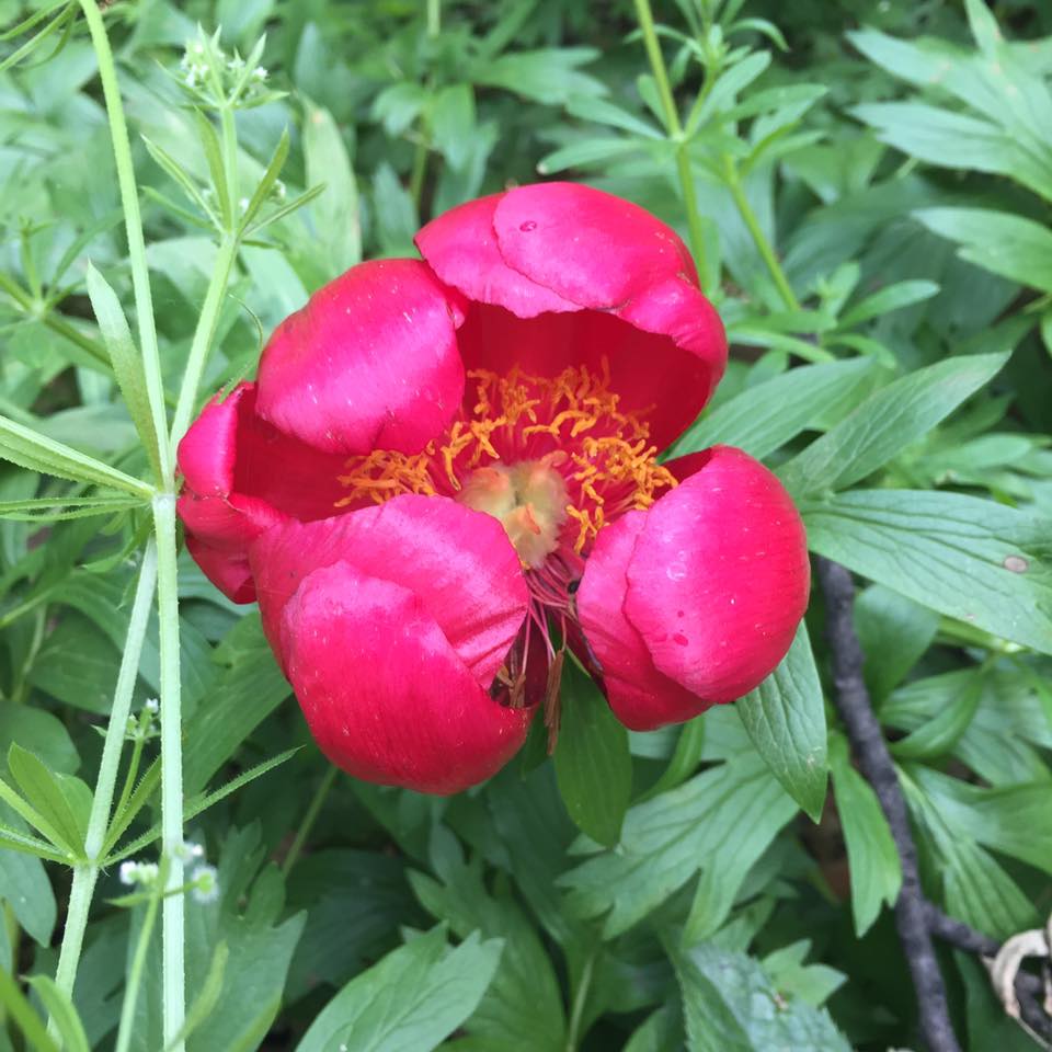 Autoritățile din Plenița au anunțat când va avea loc Sărbătoarea Bujorului anul acesta!