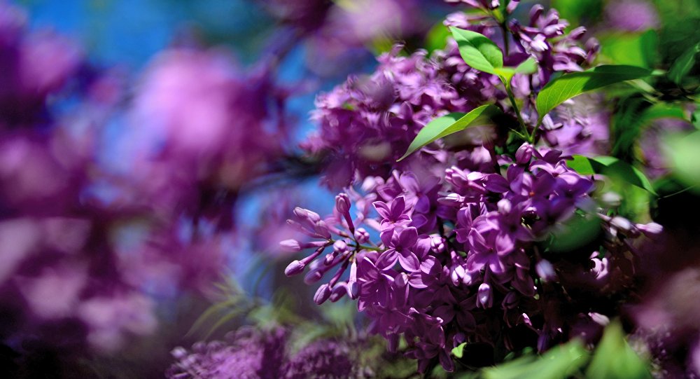 Sărbătoarea liliacului are loc în perioada 5-6 mai la Ponoarele, Mehedinți