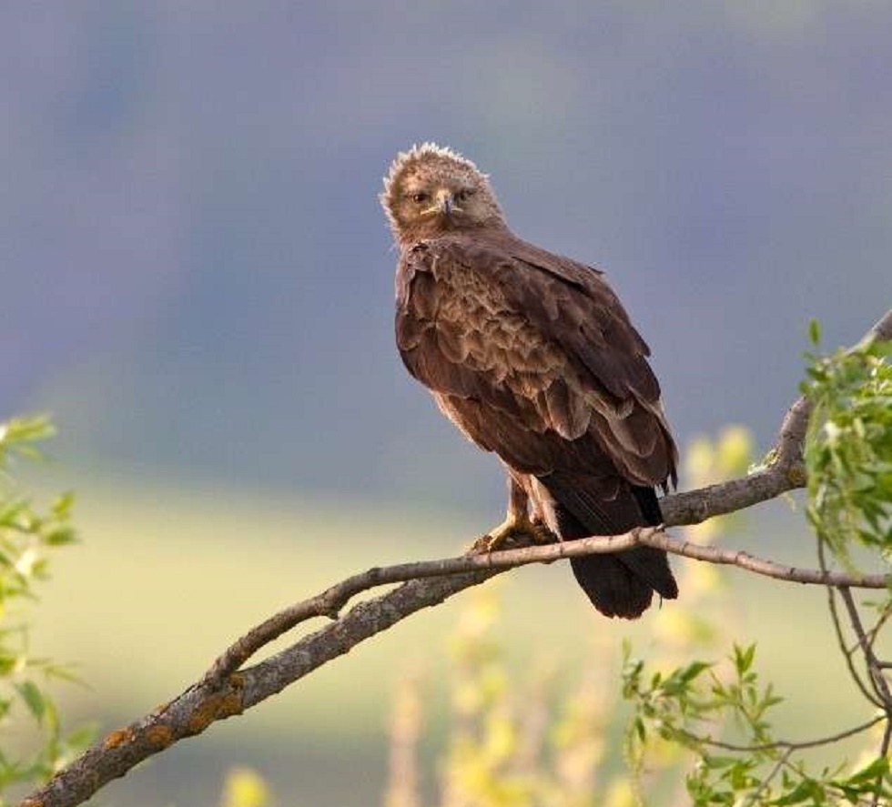 10 mai – Ziua Păsărilor şi a Arborilor