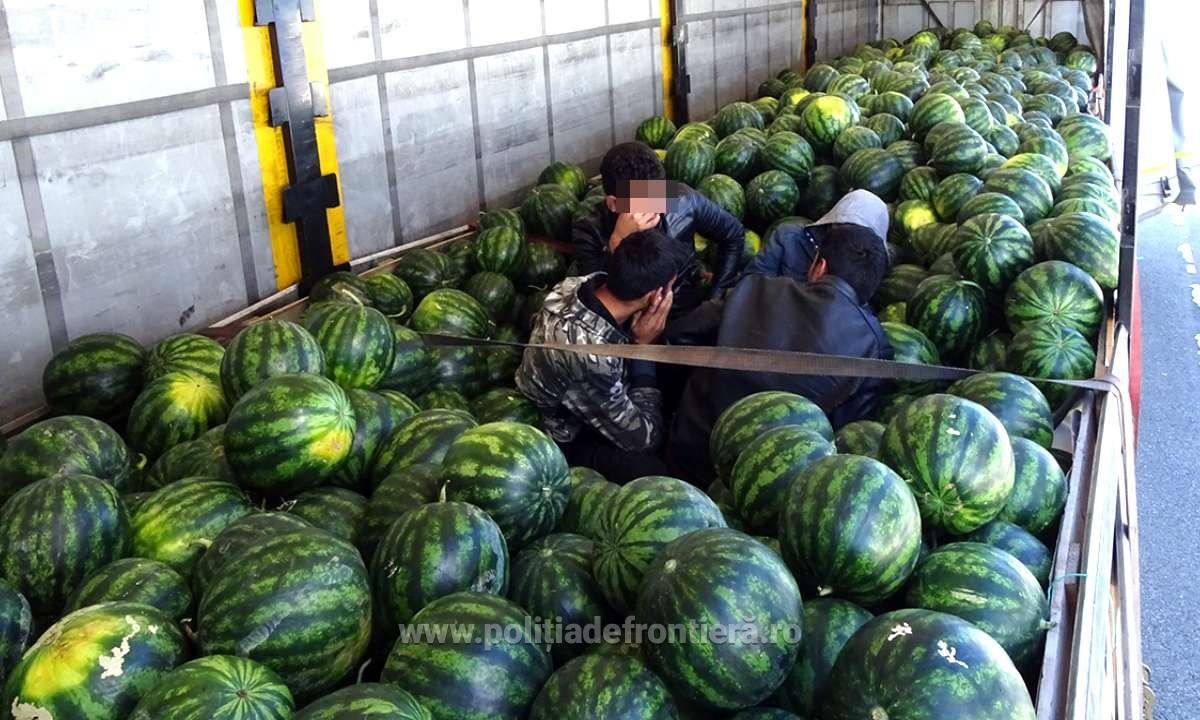 Afgani ascunşi într-un camion, printre pepeni, descoperiţi la Calafat