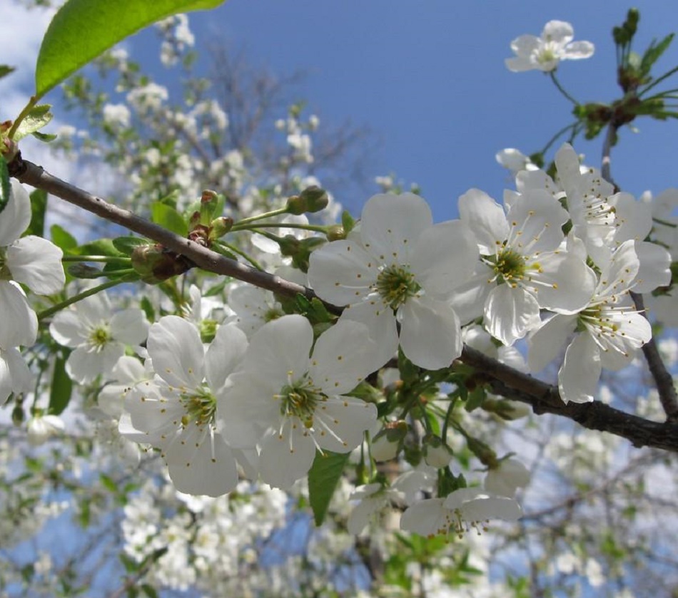 Tradiții și obiceiuri de Armindeni