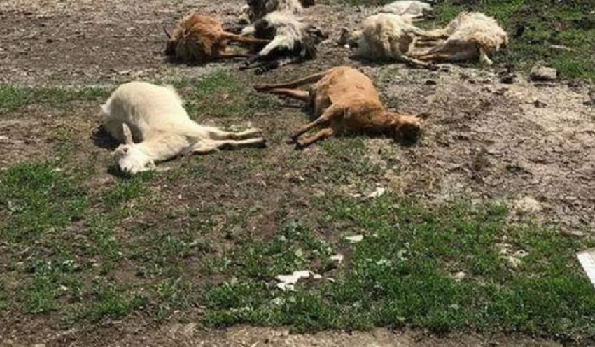 Capre, călcate cu mașina intenționat de un paznic