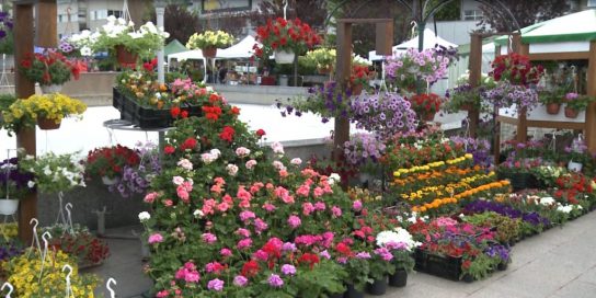 Expo – Flora la Slatina