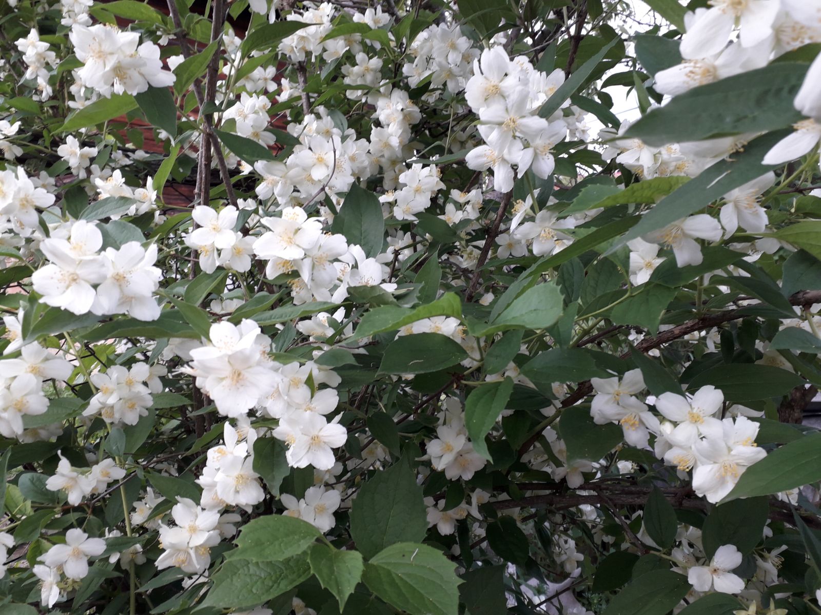 Azi despre ieri – 24 mai 2018