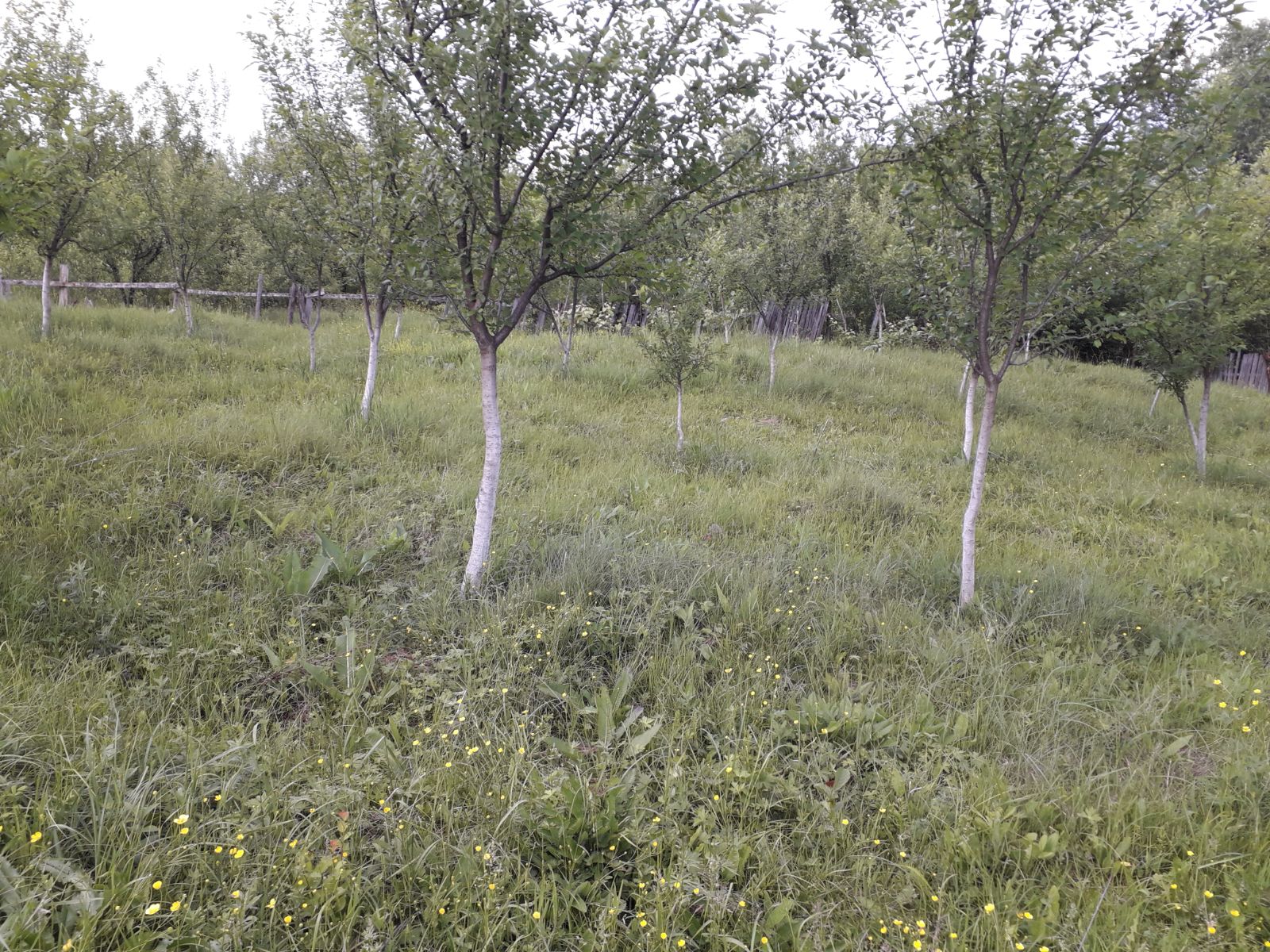 Azi despre ieri – 29 mai 2018