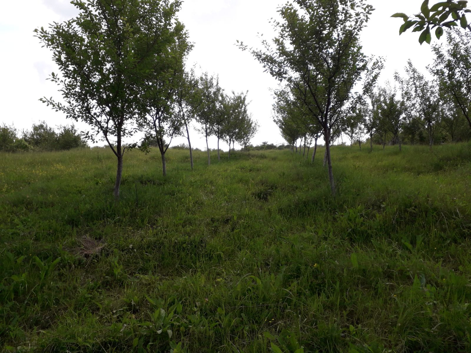 Azi despre ieri – 25 mai 2018