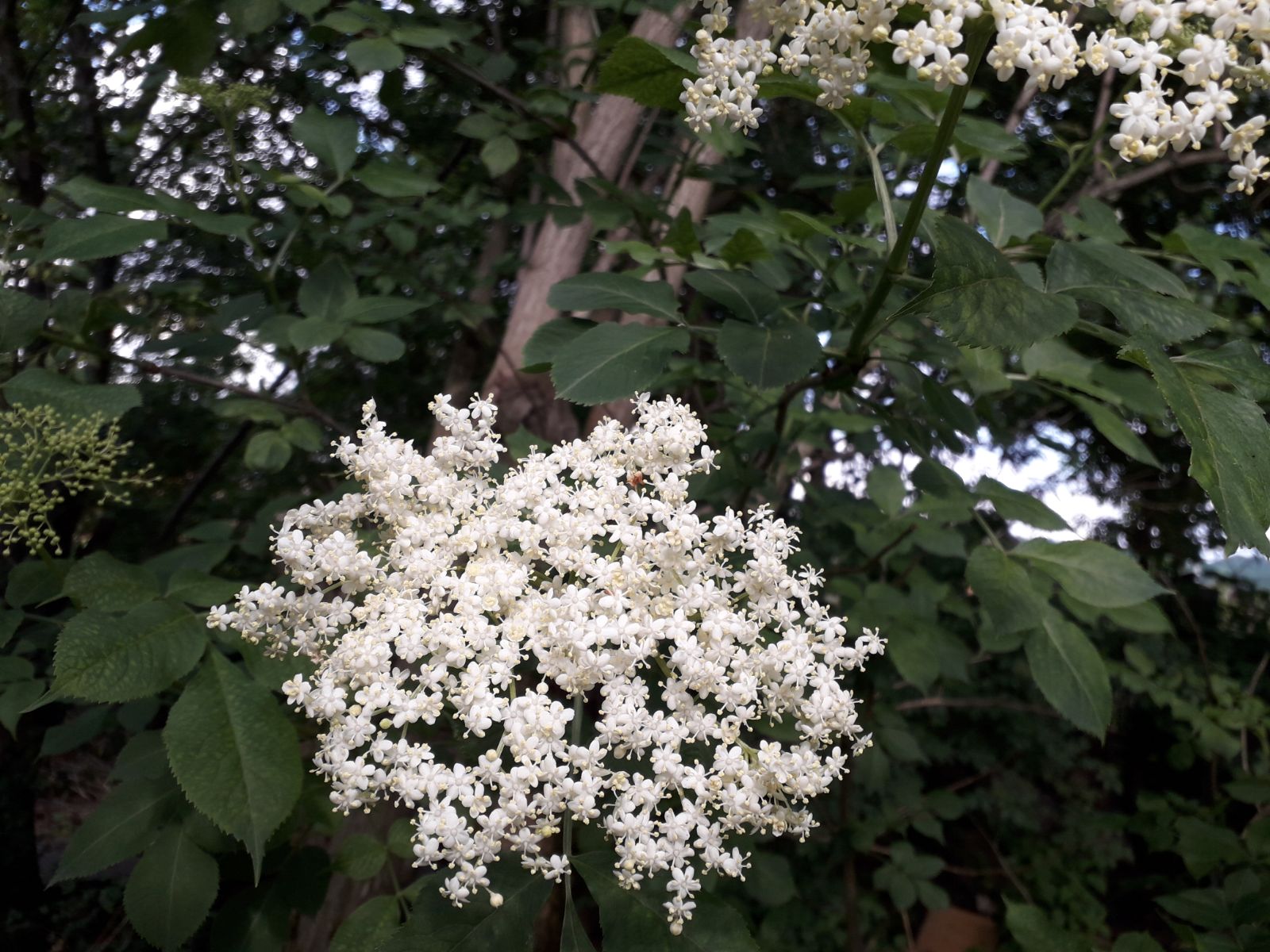 Azi despre ieri – 26 mai 2018