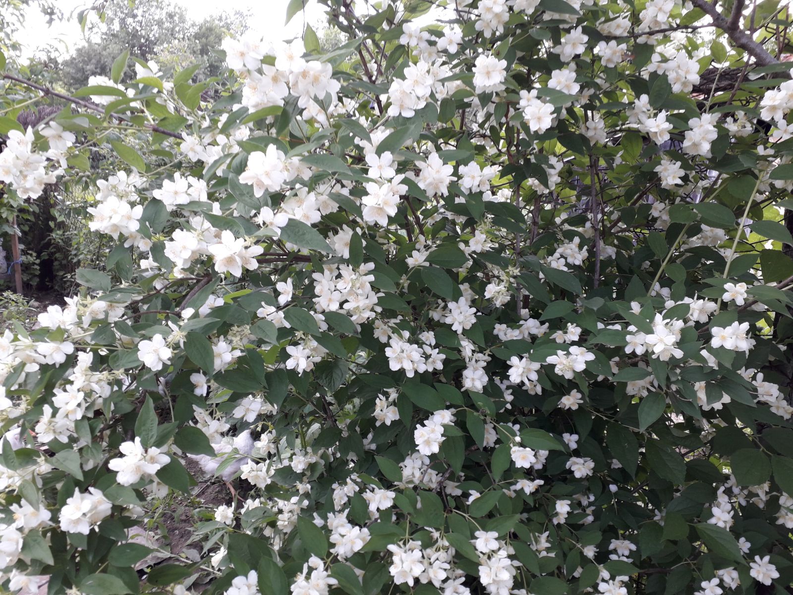 Azi despre ieri – 27 mai 2018