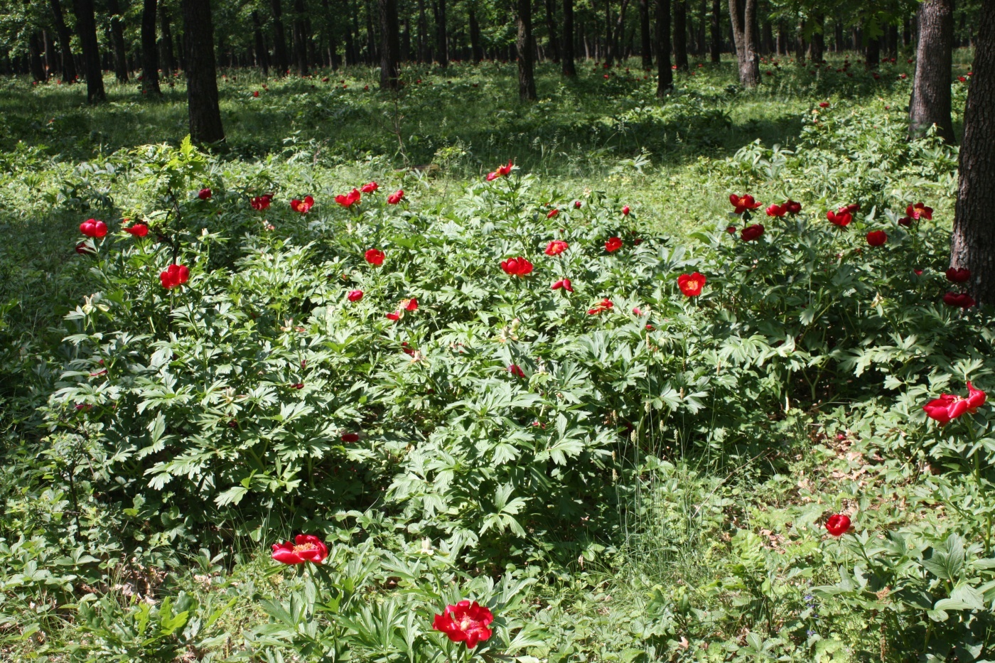 Împreună pentru un mediu mai curat