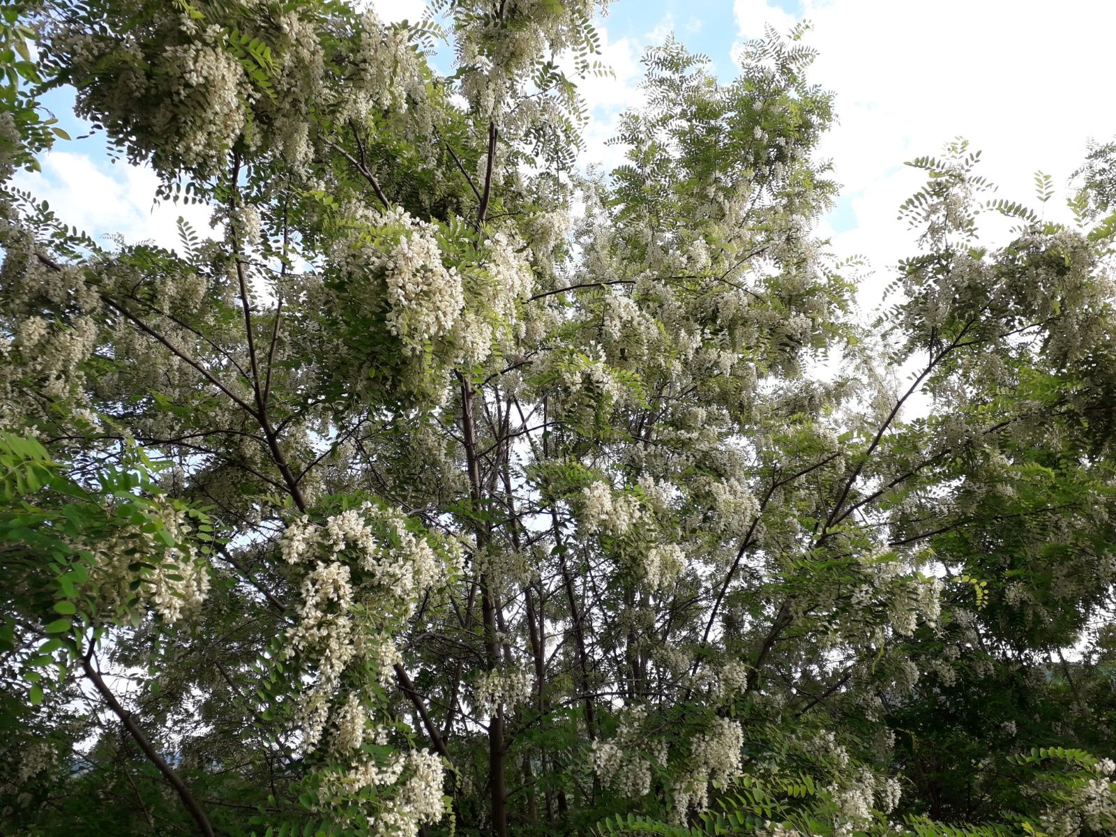 Vremea, joi, în Oltenia (audio)
