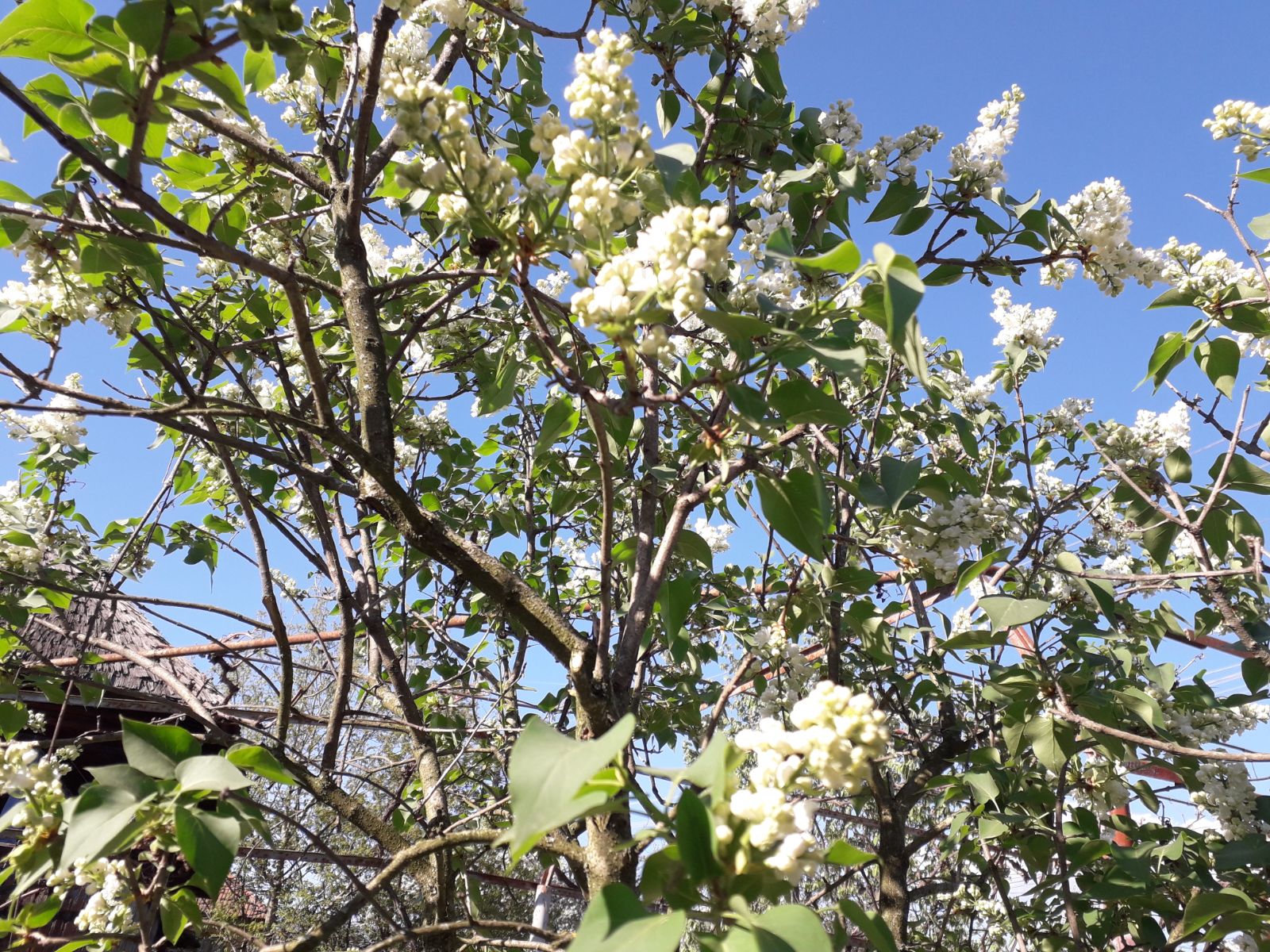 Vremea, astăzi, în Oltenia (audio)
