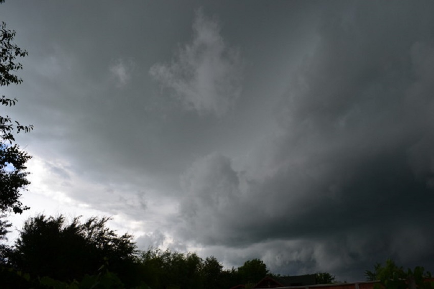 Cod galben în Vâlcea și Gorj