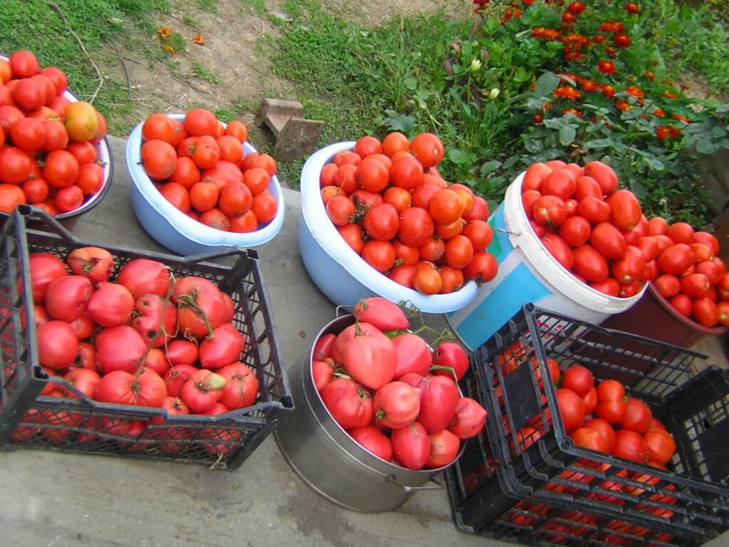 Perioada de recoltare a tomatelor româneşti ar putea fi prelungită