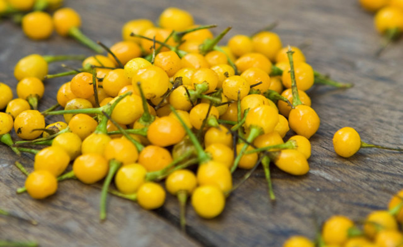 Cel mai scump ardei iute din lume, cultivat in România