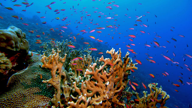 Obiectul existent în majoritatea caselor din România a fost descoperit în cel mai adânc punct din ocean