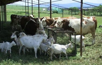 Începe plata ajutorului de stat în sectorul creșterii animalelor