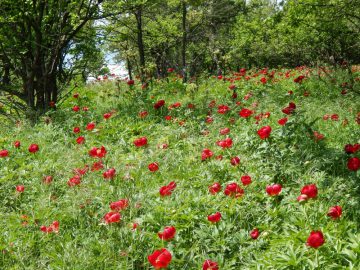 Deplasare în Poiana Bujorului de la Plenița