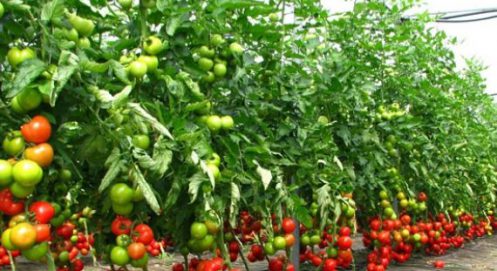 Scumpirile la energie îi pun în dificultate pe legumicultori