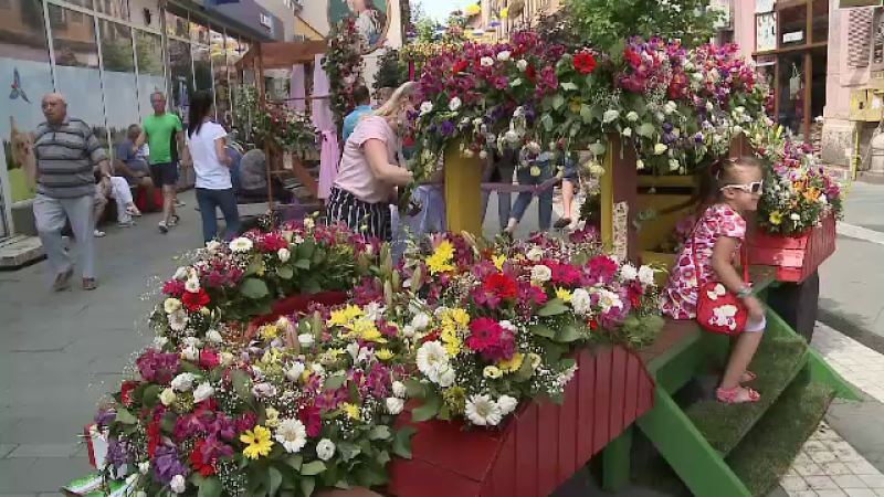 Trandafirul unic în lume care înfloreşte la Arad. Îşi schimbă culoarea de trei ori