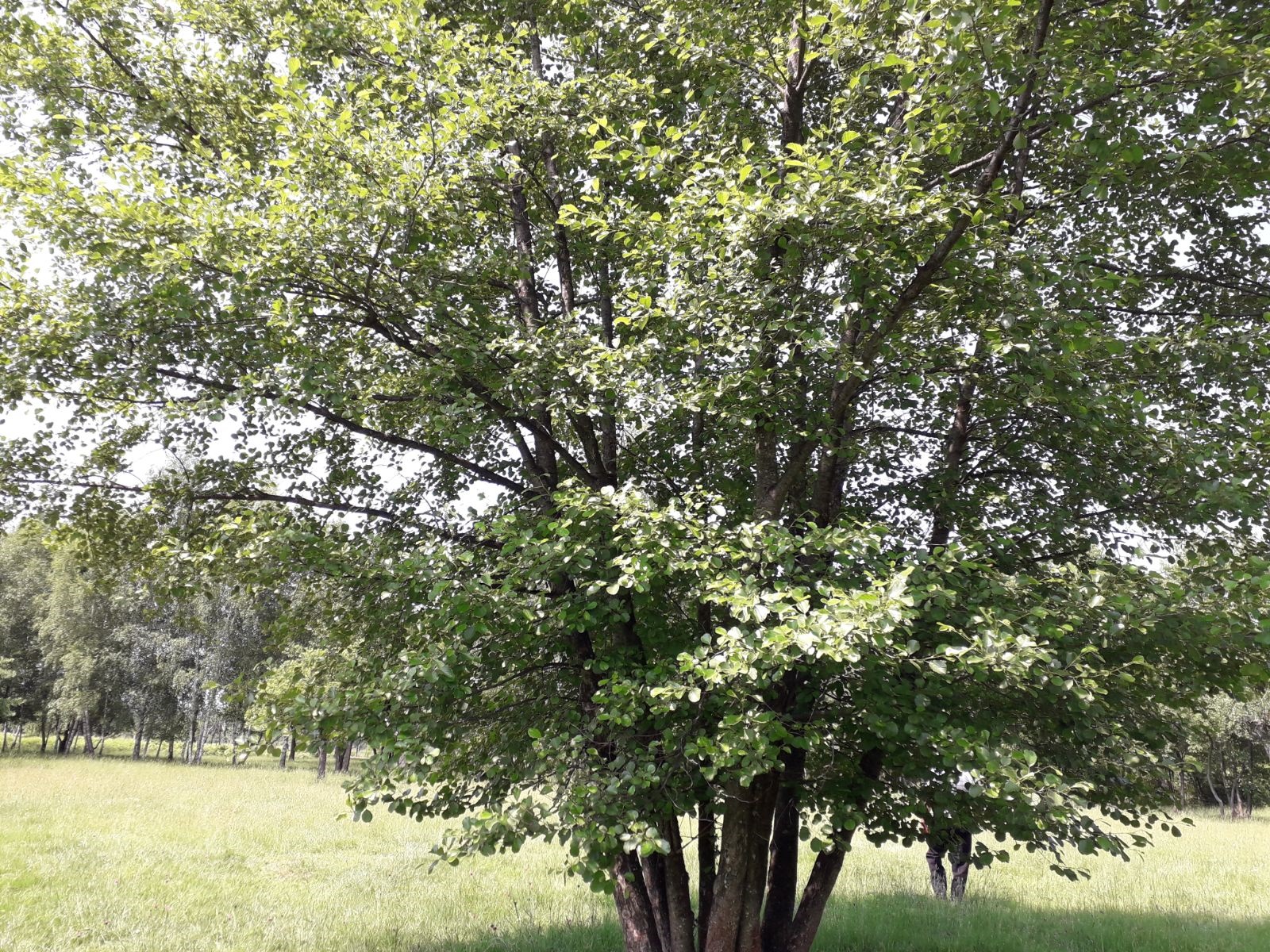 Azi despre ieri – 30 iunie 2018