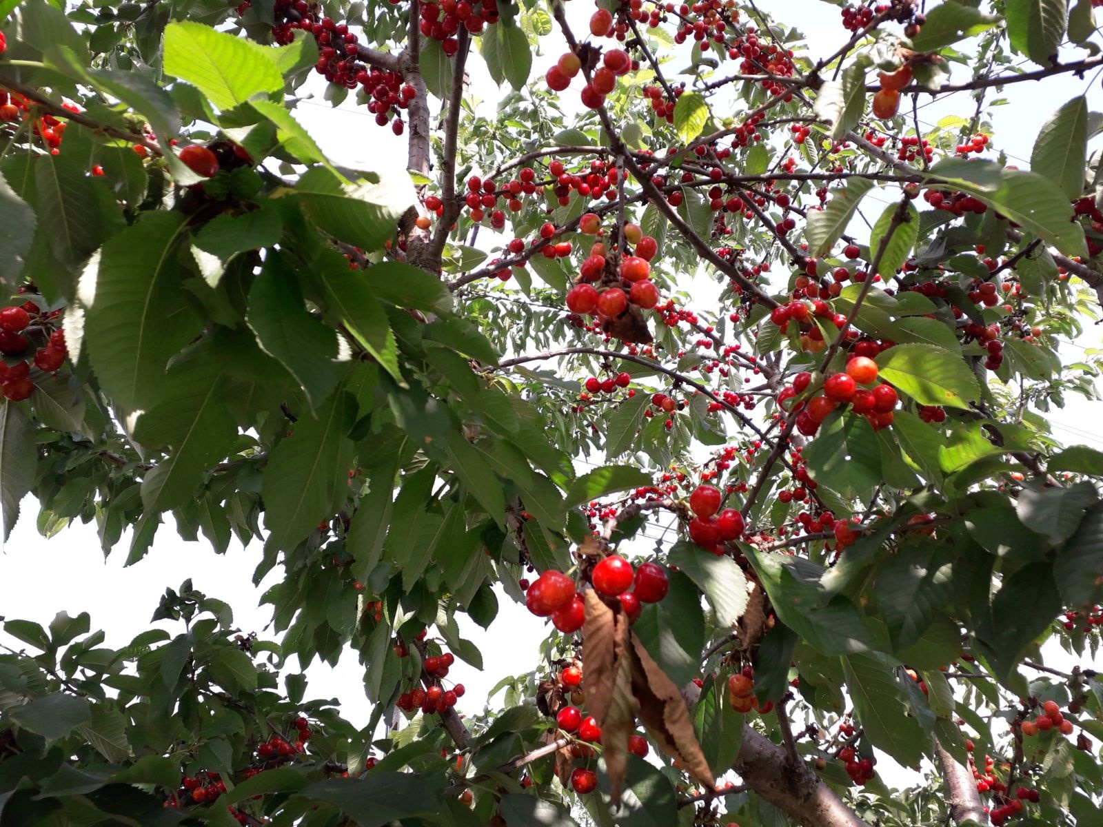 Vremea, astăzi, în Oltenia (audio)