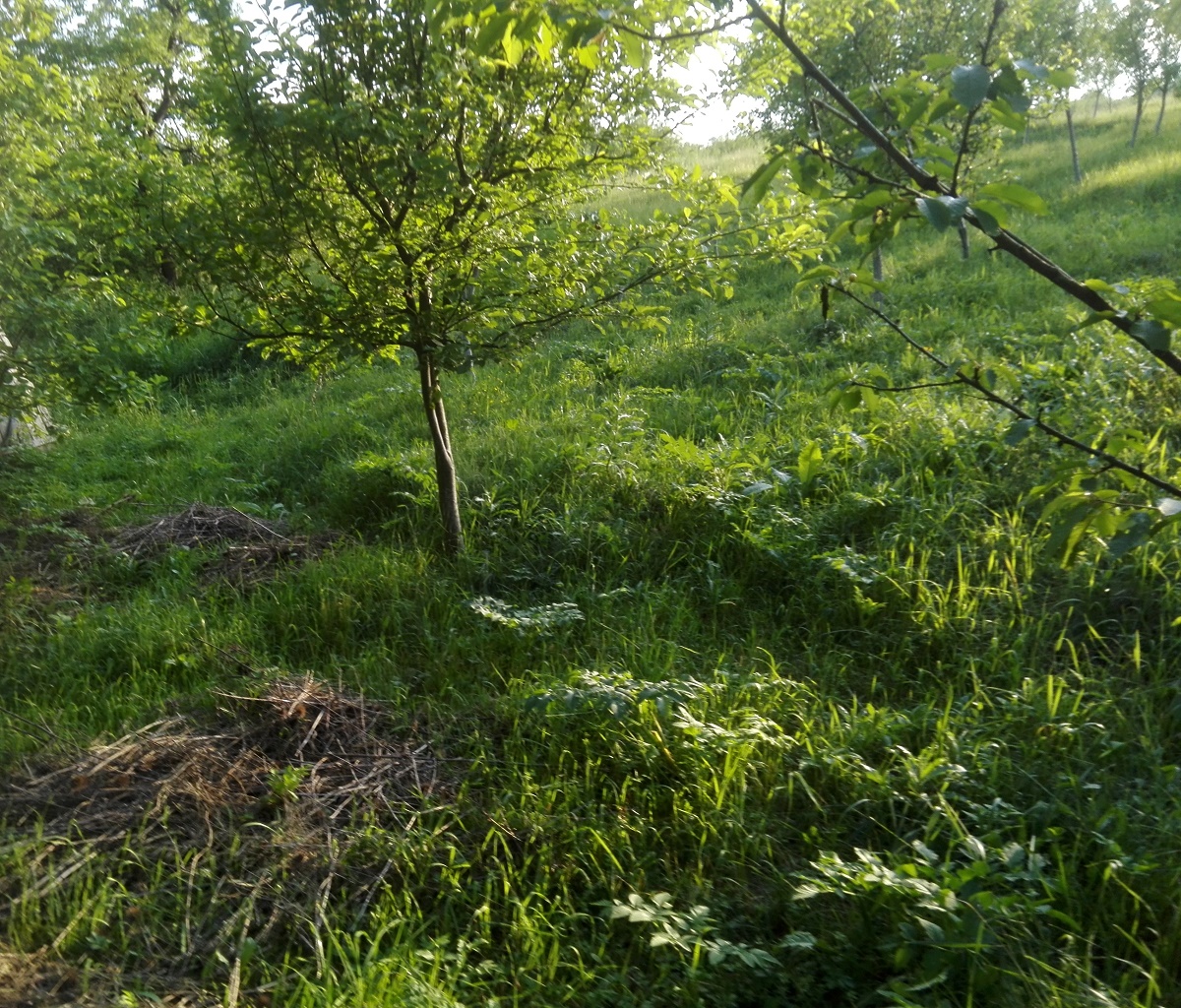 Azi despre ieri – 14 iunie 2018