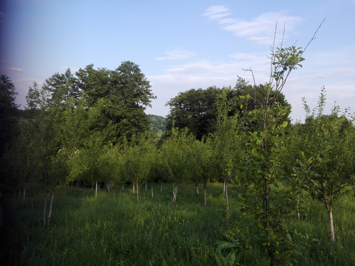 Azi despre ieri – 25 iunie 2018