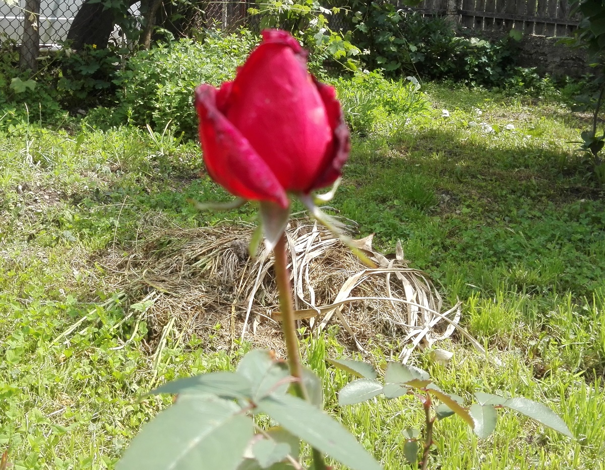 Azi despre ieri – 10 iunie 2018