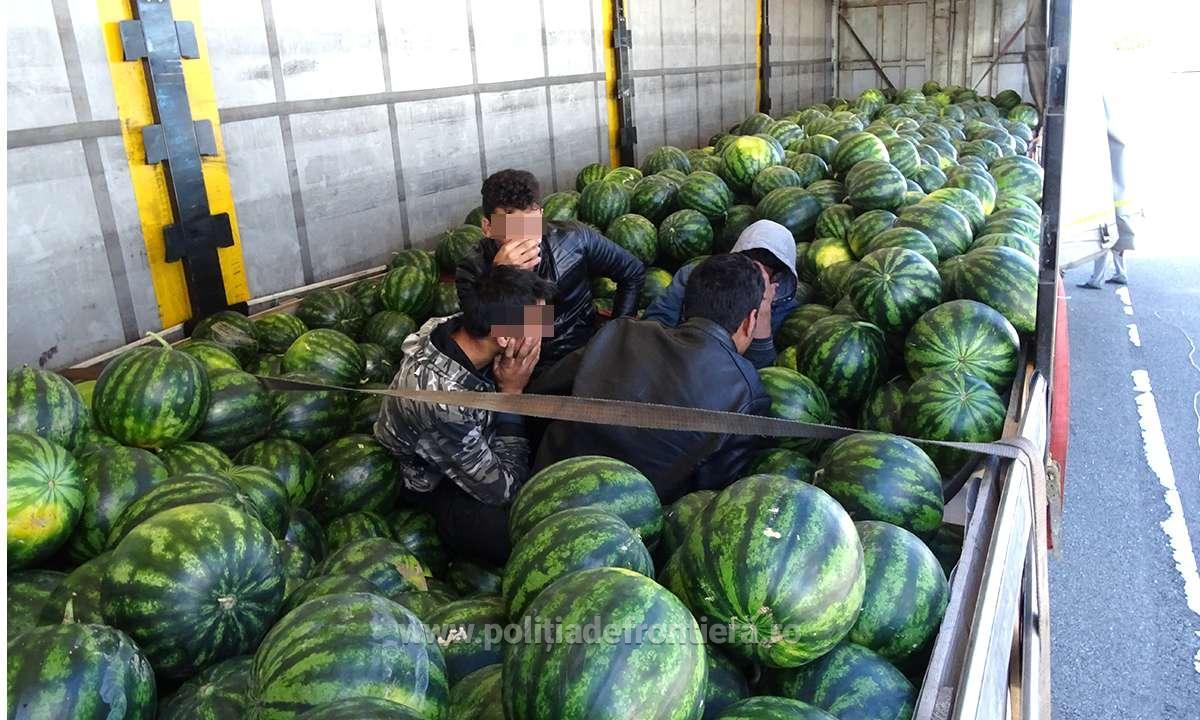 Dolj: Trei pakistanezi ascunși printre lubenițe descoperiți la PTF Calafat