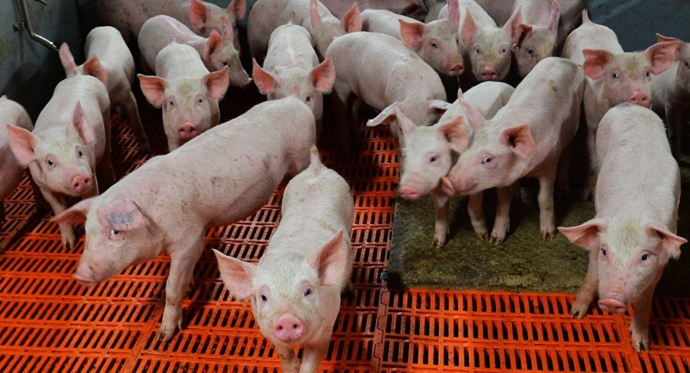 Autorităţile continuă să ia măsuri pentru limitarea focarelor de pestă porcină africană