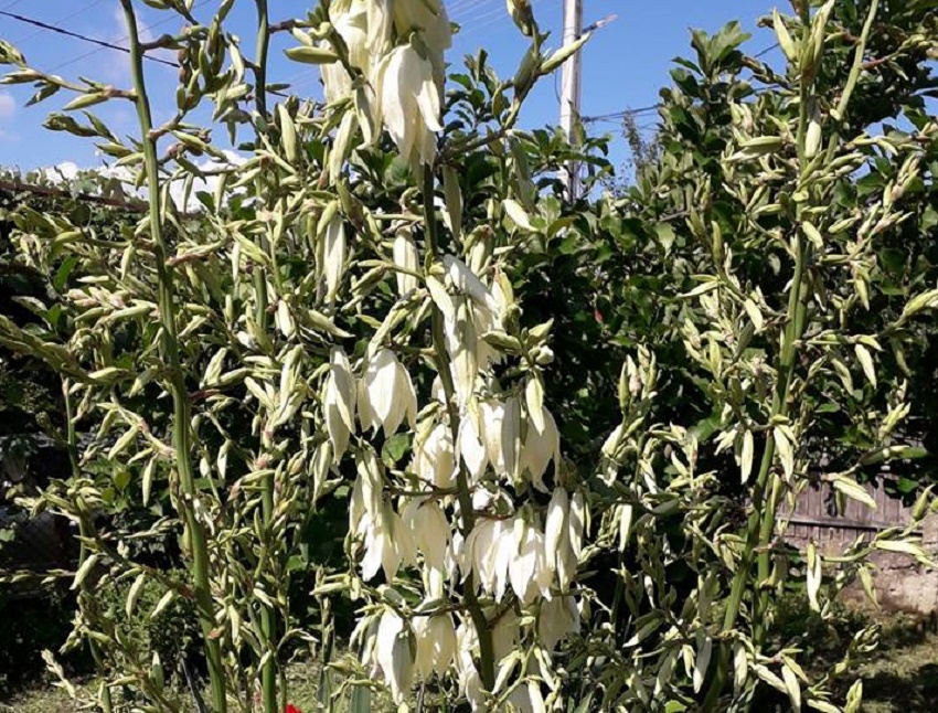 Azi despre ieri – 25 august 2018