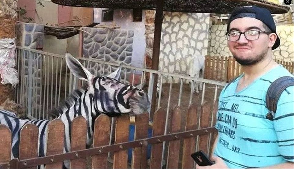 Un măgar dintr-o grădină zoologică din Egipt a fost pictat pentru a semăna cu o zebră