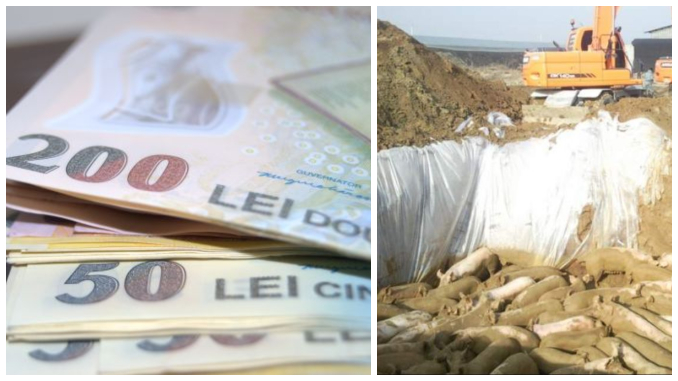 Despăgubiri pentru fermieri afectați de pesta porcină