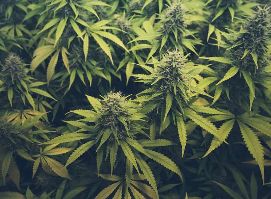 Tufeni-Olt. Trafic și consum de droguri