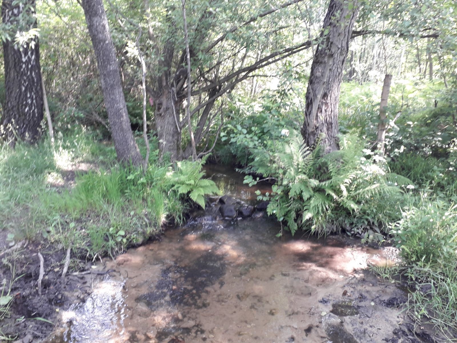 Vremea, 3/4 august, în Oltenia (audio)