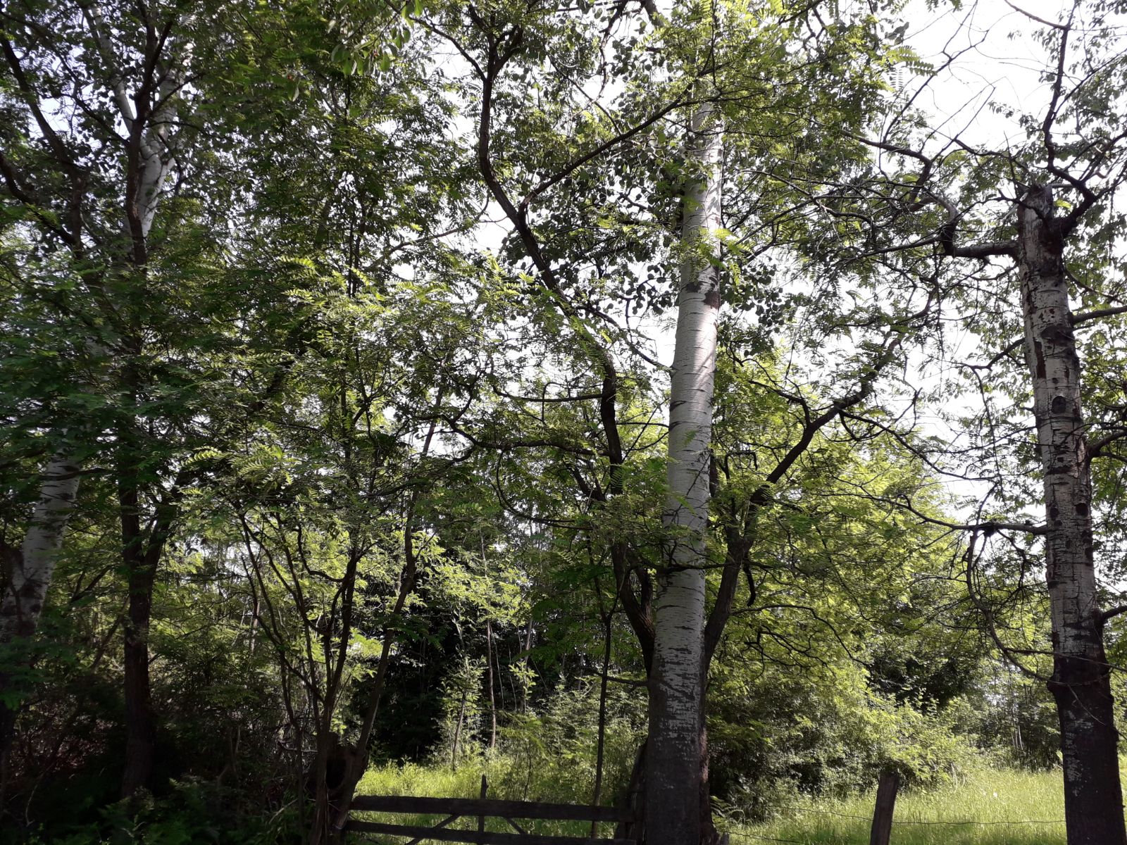 Azi despre ieri – 24 septembrie 2018