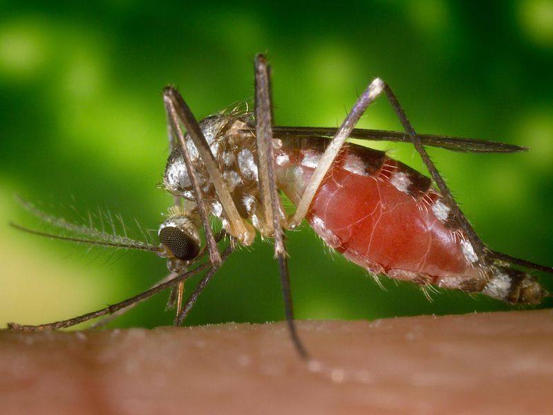 Un bărbat a murit din cauza virusului West Nile. Este primul caz înregistrat în Iași