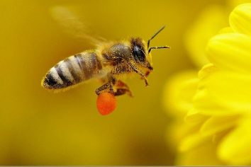 Râmnicu Vâlcea, oraș europen prieten al albinelor