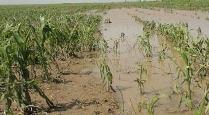 În România au fost afectate 40.000 ha de culturi