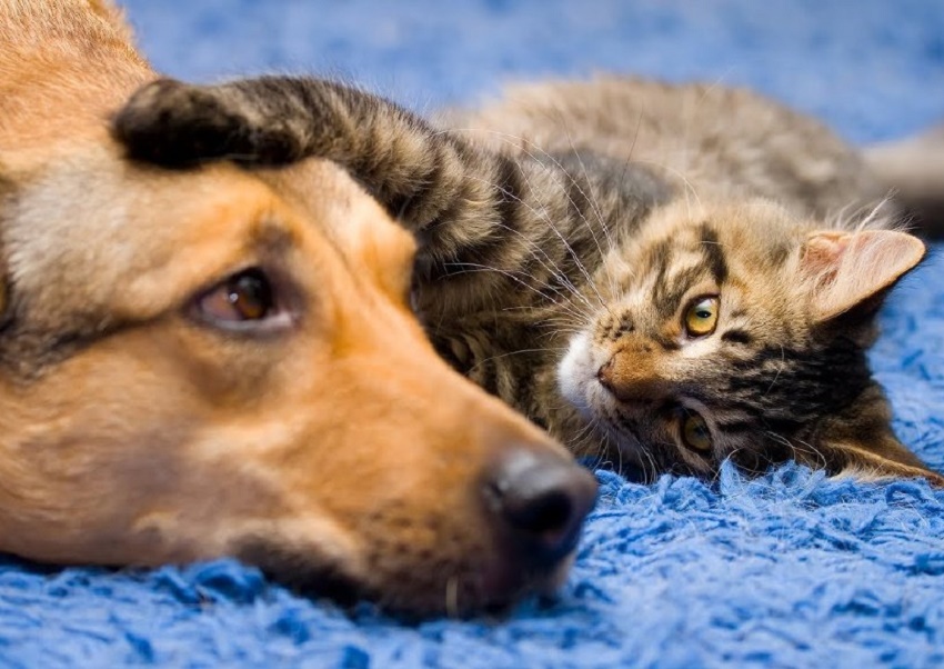 Vietnam. Edilii din Hanoi le-au cerut locuitorilor să înceteze să mai mănânce câini şi pisici