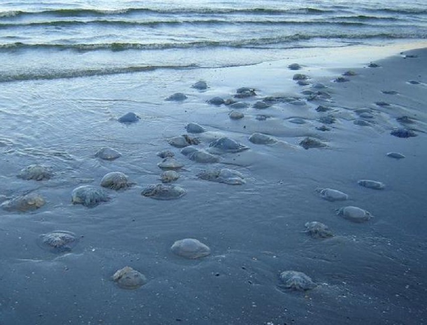 Nu sunt periculoase!