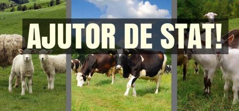 A început plata ajutorului de stat în sectorul creșterii animalelor