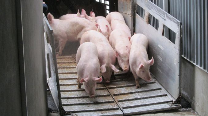 În Mehedinţi, autorităţile sanitar-veterinare sunt în alertă, după ce un bărbat a transportat 47 de porci din judeţul Bihor