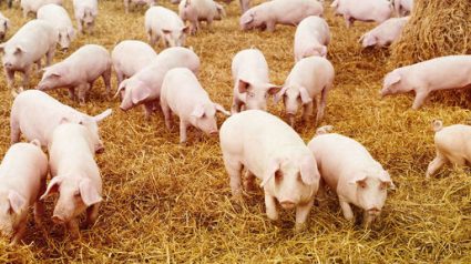 Oamenii riscă şi insistă să transporte şi să vândă carne de porc