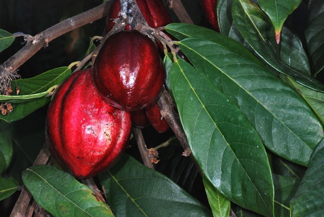 Cât de veche este ”ciocolata”?! O nouă descoperire arată că domesticirea arborilor de cacao datează de acum 3.600 de ani